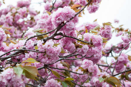 Pink flowers of cherry blossom tree. Close up view of sakuraの写真素材