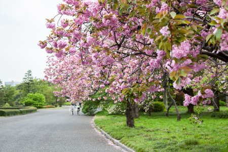 Garden with blooming cherry blossom trees with pink flowers. Spring season is in central park of...