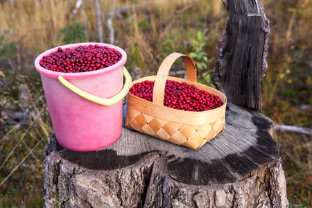Small basket and bucket full of red bilberry standing on a stump in forestの写真素材