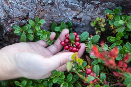 Cowberry berries growing on bush in hand, close-up view