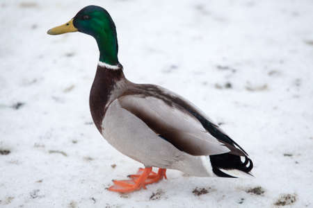 Colorful male duck standing on snow at cold weather, winterの写真素材