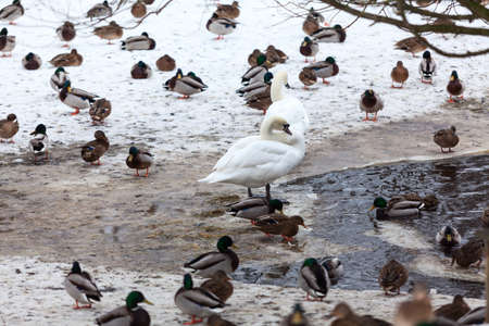 Waterfowl birds as ducks and white swans are on snow near opened unfrozen pondの写真素材