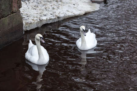 Two beautiful white swans swim together on lake at winter seasonの写真素材