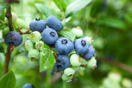 Close up view at garden blueberry, ripe and green berries with leavesの写真素材