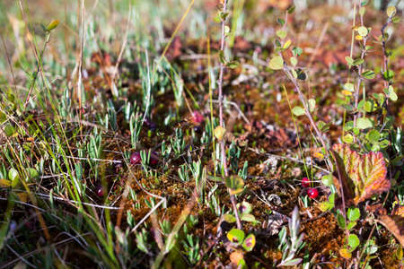 Moss with red growing cranberry, close up view