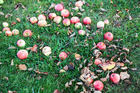 Red ripe apples fallen in the green grass, harvest time