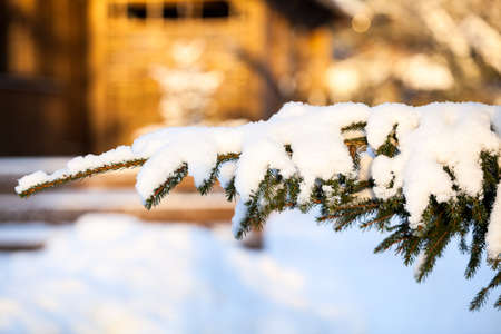 Snow covered pine branch against house wall painted with orange sun light, cold winter seasonの写真素材