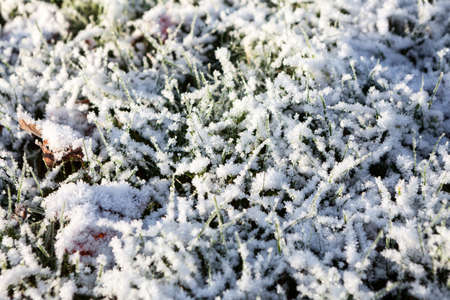 Close-up view of frosted green grass, background