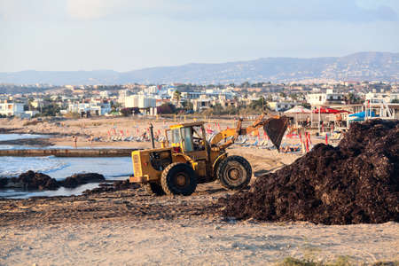 Beach area maintenance and cleaning from seaweed and wrack, Mediterranean seashore in Cyprus