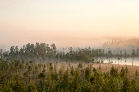 Sunrise in evergreen forest with bog, haze over water and land, northern Karelia, Russiaの写真素材