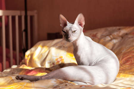 Sphynx cat washing itself on bed in bedroom, sitting in sunlightの写真素材