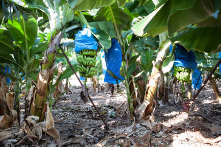 Banana plantation with hanging green fruits, it wrapped in blue film for quick ripeningの写真素材