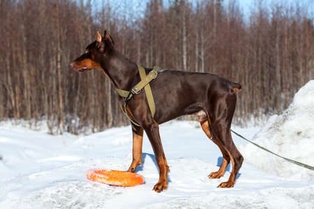 Brown doberman dog standing on snow with a ring toy, side viewの写真素材