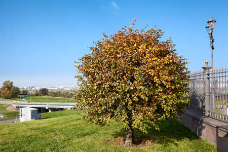 Tree is growing on the Pulkovo Heights. These hills located to the south of Saint-Petersburg, close to the Pulkovo Observatory. Russiaの写真素材