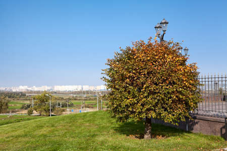 Tree is growing on the Pulkovo Heights. These hills located to the south of Saint-Petersburg. Russiaの写真素材