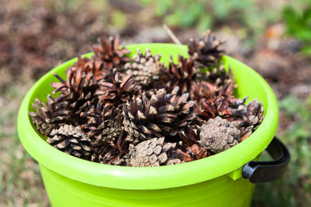 Pinecones are in green plastic bucket, close up viewの写真素材
