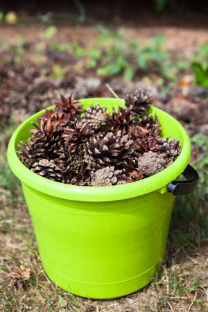 Green plastic bucket is full of brown dried pinecones, close up viewの写真素材