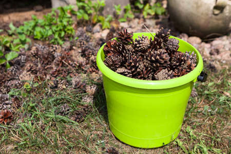 Green plastic bucket is full of brown dried pinecones, copyspaceの写真素材
