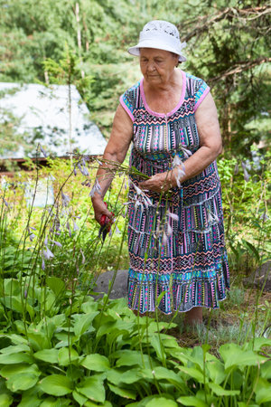 Grandma cutting flowers with trimmer in garden, one mature womanの写真素材