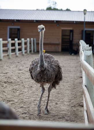 Ostrich standing on sandy earth in a poultry farm, wooden fences and barnの写真素材