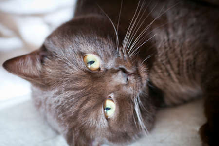 Beautiful brown britain lovely catの写真素材