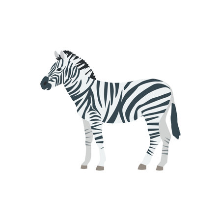 Flat zebra isolated on white backgroundのイラスト素材