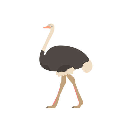 African ostrich. isolated illustration on white backgroundのイラスト素材