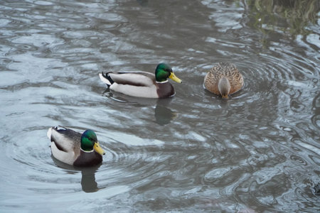 Three Mallard Ducks Swimming in Gloomy Overcast Pond Autumn or Early Springの写真素材