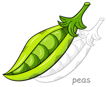vector illustration of a green open pea podのイラスト素材