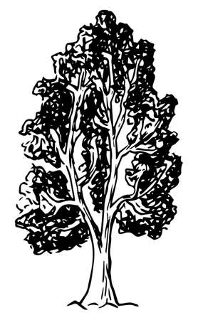 vector illustration of a deciduous tree sketched by handのイラスト素材