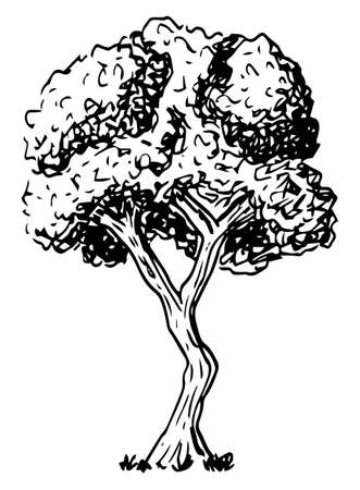 vector illustration of a deciduous tree sketched by handのイラスト素材