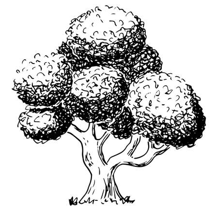 vector illustration of a deciduous tree sketched by handのイラスト素材