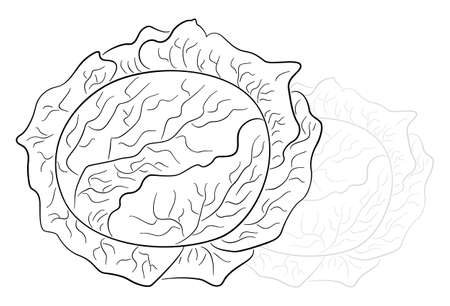 vector illustration of drawn cartoon cabbageのイラスト素材