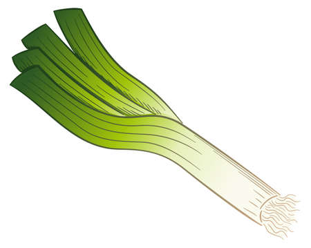 vector illustration of a drawn cartoon leek stickのイラスト素材