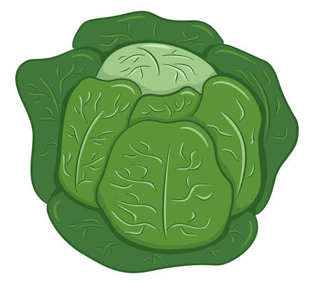 vector illustration of drawn cartoon white cabbageのイラスト素材
