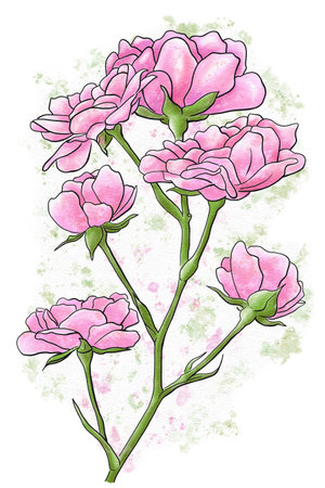 Watercolor illustration of a rose with white backgroundの写真素材