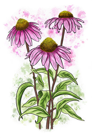 Watercolor illustration of echinacea with white backgroundの写真素材