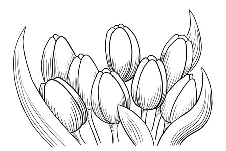 illustration of tulips with white backgroundの写真素材