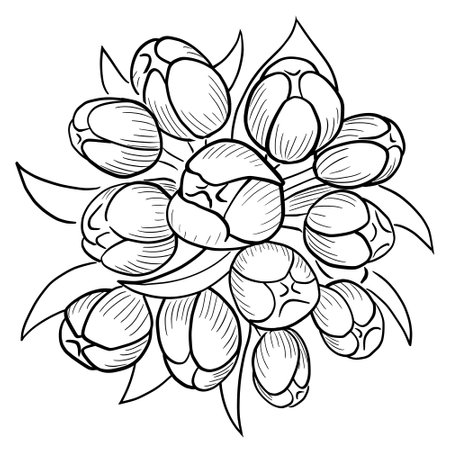 illustration of tulips with white backgroundの写真素材