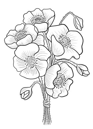 illustration of a bouquet of poppies with white backgroundの写真素材