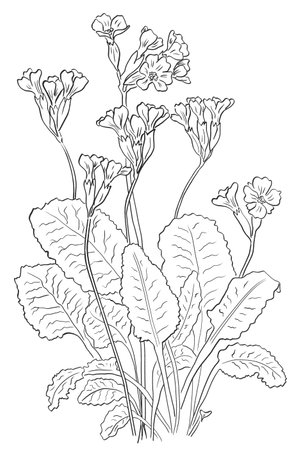 Watercolor illustration of primula veris (Cowslip) with yellow flowersの写真素材