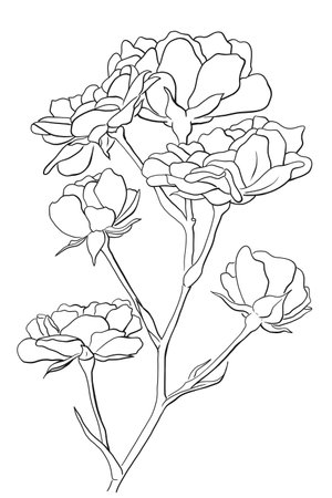 Watercolor illustration of a rose with white backgroundの写真素材