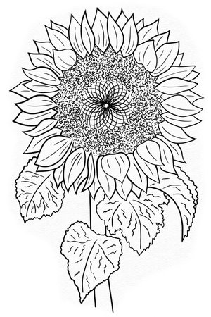 illustration of a sunflower with white backgroundの写真素材
