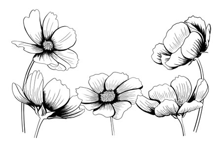 line ink drawing of cosmos flower in black and white as greeting cardの写真素材