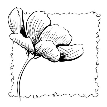 line ink drawing of cosmos flower in black and white as greeting cardの写真素材