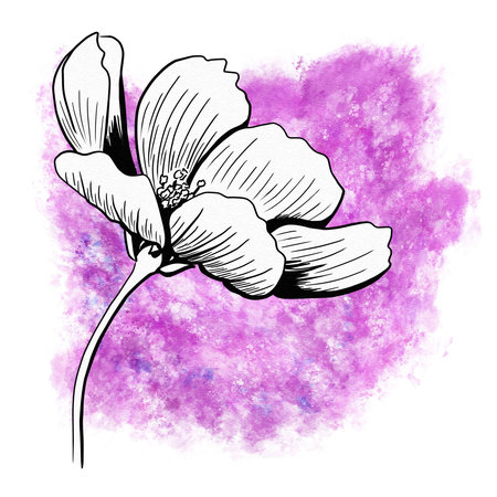 line ink drawing of cosmos flower with watercolor background as greeting cardの写真素材
