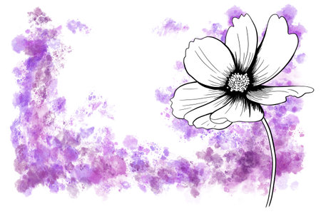 line ink drawing of cosmos flower with watercolor background as greeting cardの写真素材