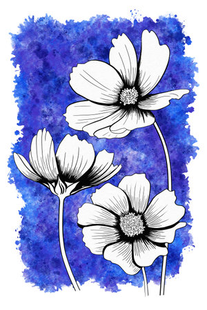 line ink drawing of cosmos flower with watercolor background as greeting cardの写真素材