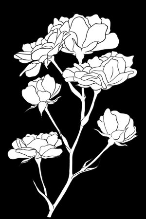 line ink drawing of a rose on black background as greeting cardの写真素材