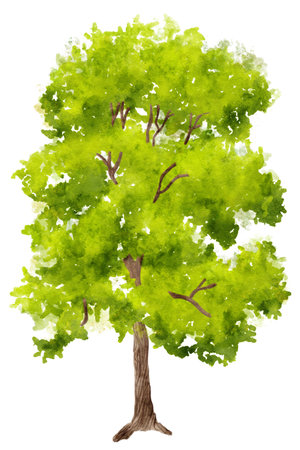 Watercolor illustration of hand painted green tree on white backgroundの写真素材